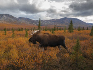 یرتس اورمنی