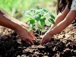 پنجاب میں "چیف منسٹر پلانٹ فار پاکستان" مہم کے تحت وسیع شجرکاری مہم کا آغاز