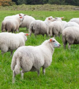 یاد ہے قربانی کا دنبہ، مگر بھول گئے ہم وہ مکالمہ