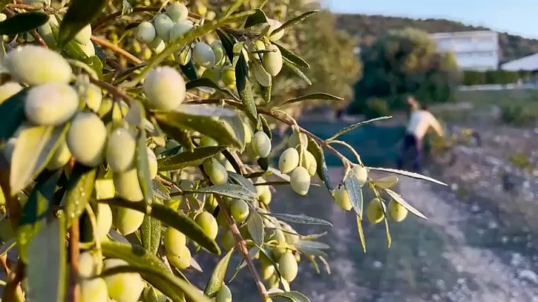 Grove robbers target 'liquid gold' as olive oil prices triple globally 4 olive oil