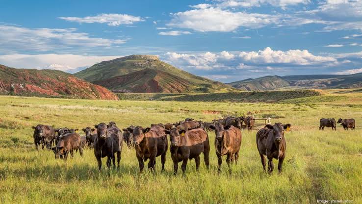 US reduces beef exports 1 US reduces beef exports