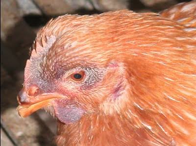 Japan culls 40,000 birds after 1st avian flu outbreak of season