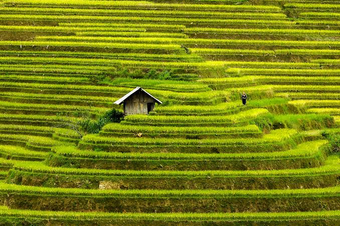 Viet Nam’s Rice exports expected to hit US$5 billion 1 Rice