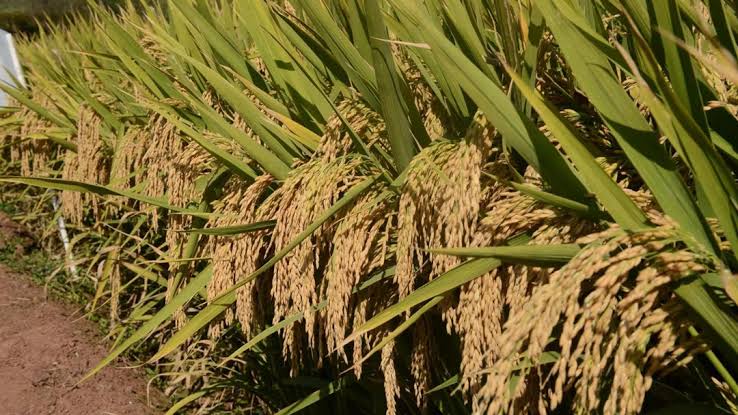 Groundbreaking Genetic Discovery Paves the Way for Next-Generation High-Yield Rice Varieties 1 Groundbreaking Genetic Discovery Paves the Way for Next-Generation High-Yield Rice Varieties