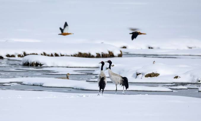 China Unveils Plan for Major Biodiversity Conservation Projects 1 Major Biodiversity