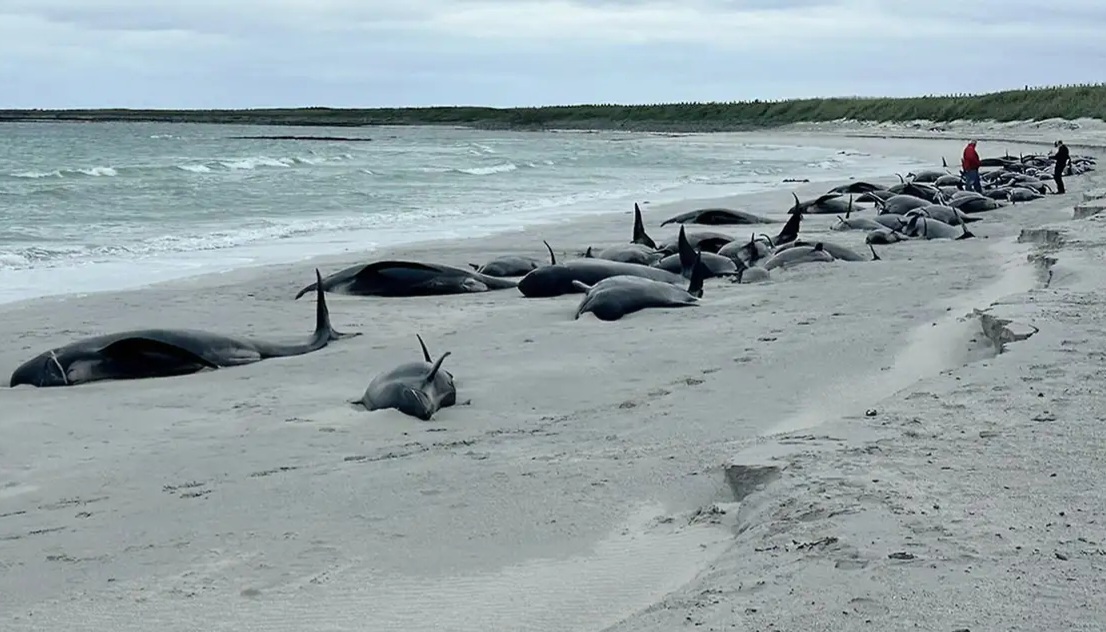Seventy-Seven Pilot Whales Stranded on Sanday Island, Orkney 4 Pilot Whales