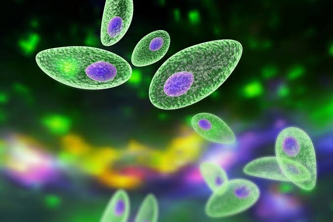 Exploring the Link Between Toxoplasma gondii in Cats and Pregnancy Complications in Women 1 Toxoplasma gondii