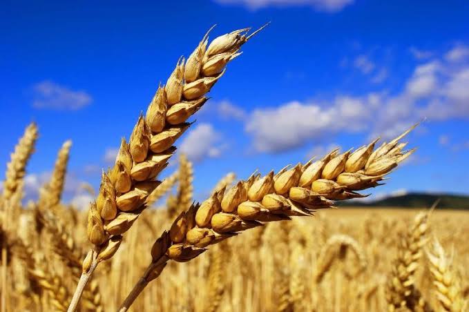 Kazakhstan to Supply Up to 1 Million Tons of Wheat to Azerbaijan 1 Kazakhstan