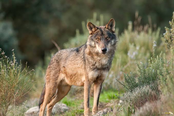 European Union's Top Court Rules Against Regional Wolf Hunting in Spain 1 European Union