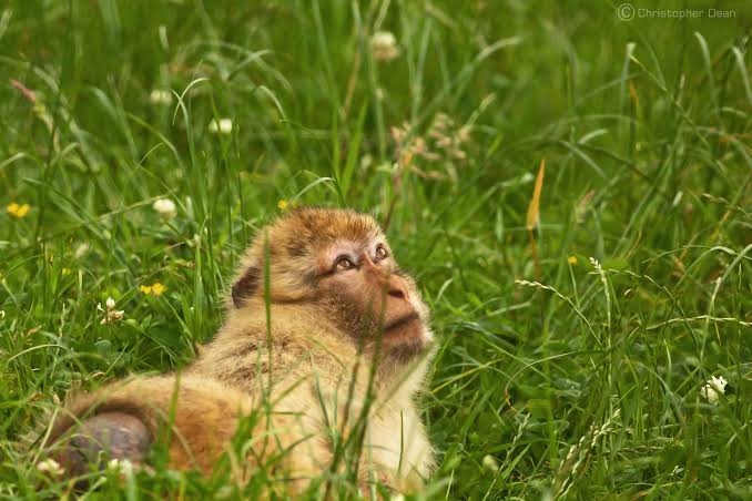Barbary Macaque on the Loose in Southern Germany after Escaping Wildlife Park 7 Barbary Macaque