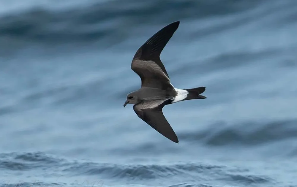 Urgent Conservation Call: Five Seabird Species Added to UK Red List 1 Seabird