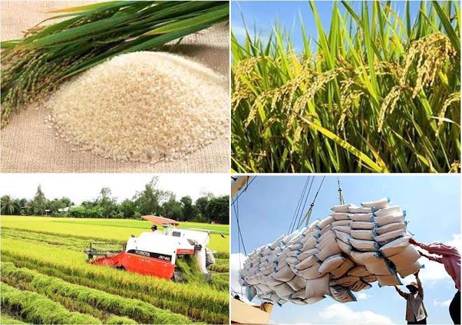Việt Nam's Rice Exports Set to Reach Record $5 Billion in 2024 Amid Strong Global Demand 2 Việt Nam's Rice