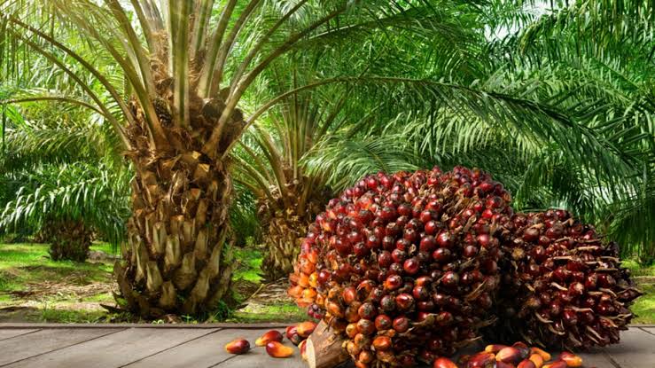 Thailand Temporarily Bans Raw Palm Oil Exports Amid Production Decline 1 Palm Oil