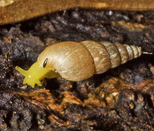 Five Indonesian Land Snail Species Identified as Potential Herbal Medicines 1 herbal medicine