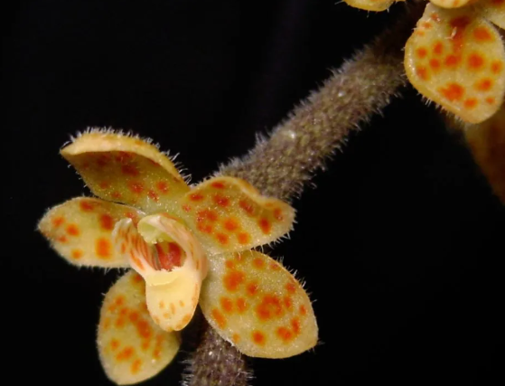 New Species of Leafless Root Orchid Discovered in Sumatra 1 New Species of Leafless Root Orchid Discovered in Sumatra