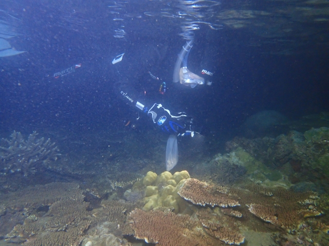 Vietnam Achieves Historic Milestone in Coral Reef Regeneration 1 Coral Reef