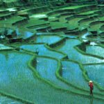 China's Agricultural Expansion: Growth and Global Outreach