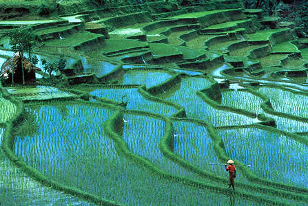China's Agricultural Expansion: Growth and Global Outreach 1 China's Agricultural Expansion: Growth and Global Outreach