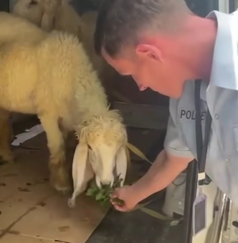 German Embassy in Islamabad Extends Eid-ul-Azha Wishes, Ensures Celebration for On-Duty Staff 9 German Embassy in Islamabad Extends Eid-ul-Azha Wishes, Ensures Celebration for On-Duty Staff