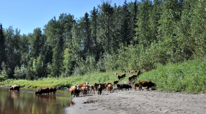 Alberta Ranchers in Crisis as Drought and Grasshopper Infestation Prompt Agricultural Disaster Declarations 1 Alberta
