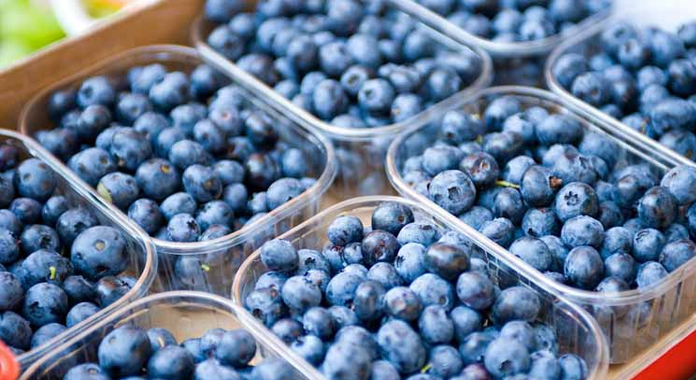 Morocco Rises to Fourth Place in Global Blueberry Exports 1 Morocco