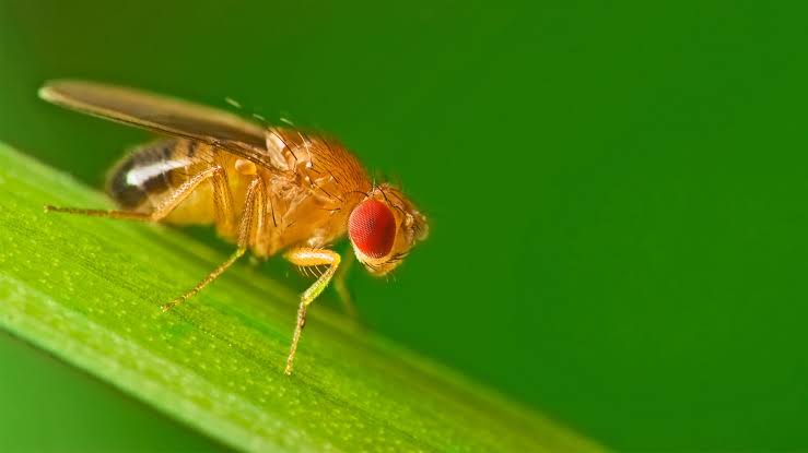 Belgium Intensifies Inspections as Oriental Fruit Flies Threaten Crops 1 Fruit Flies