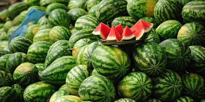 Morocco’s Watermelon Exports to France Jump 155% in Decade Amid Persistent Drought 1 Watermelon