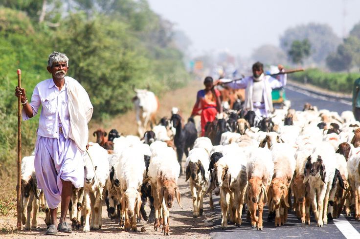 The Shepherd of Hatred Across the Border 1 Shepherd