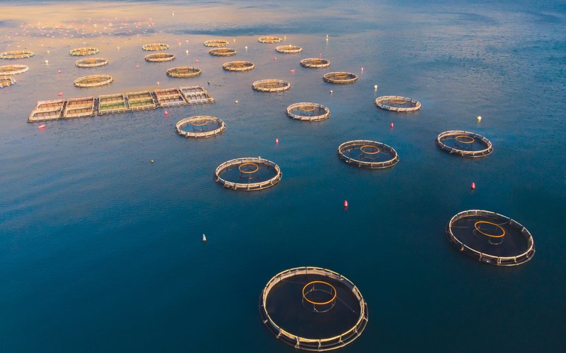 World Bank Praises Morocco’s Rising Aquaculture Sector as Future Regional Leader