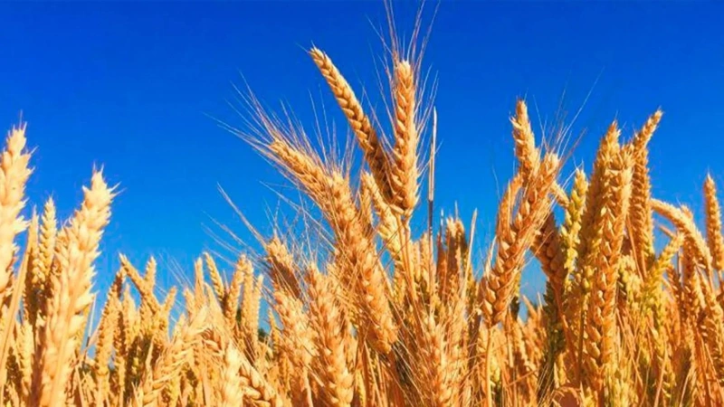 Kazakhstan Achieves Record Harvest of Legumes and Oil-Bearing Crops 7 Kazakhstan
