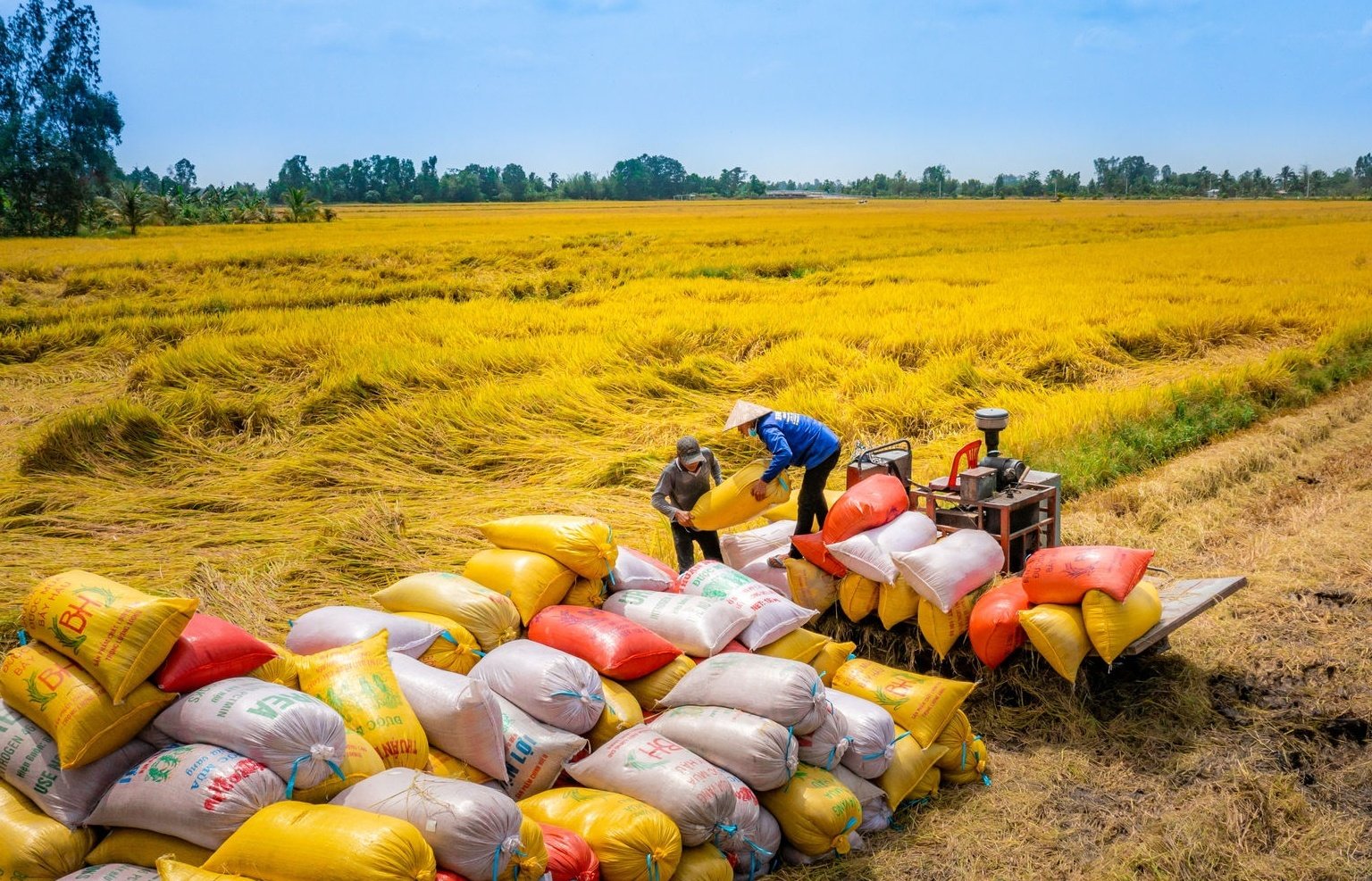 Vietnam Projects 7.73 Million Tonnes of Rice Exports in 2026 4 Rice