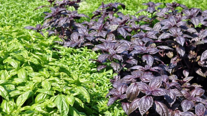 Basil