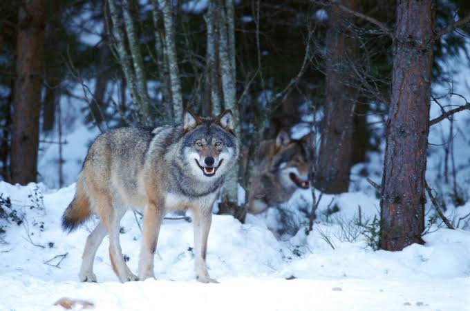 Wolf Hunt