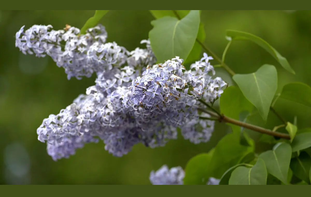 Lilac Bloom Reaches Record Northern Levels in Sweden, Signalling Climate Shift