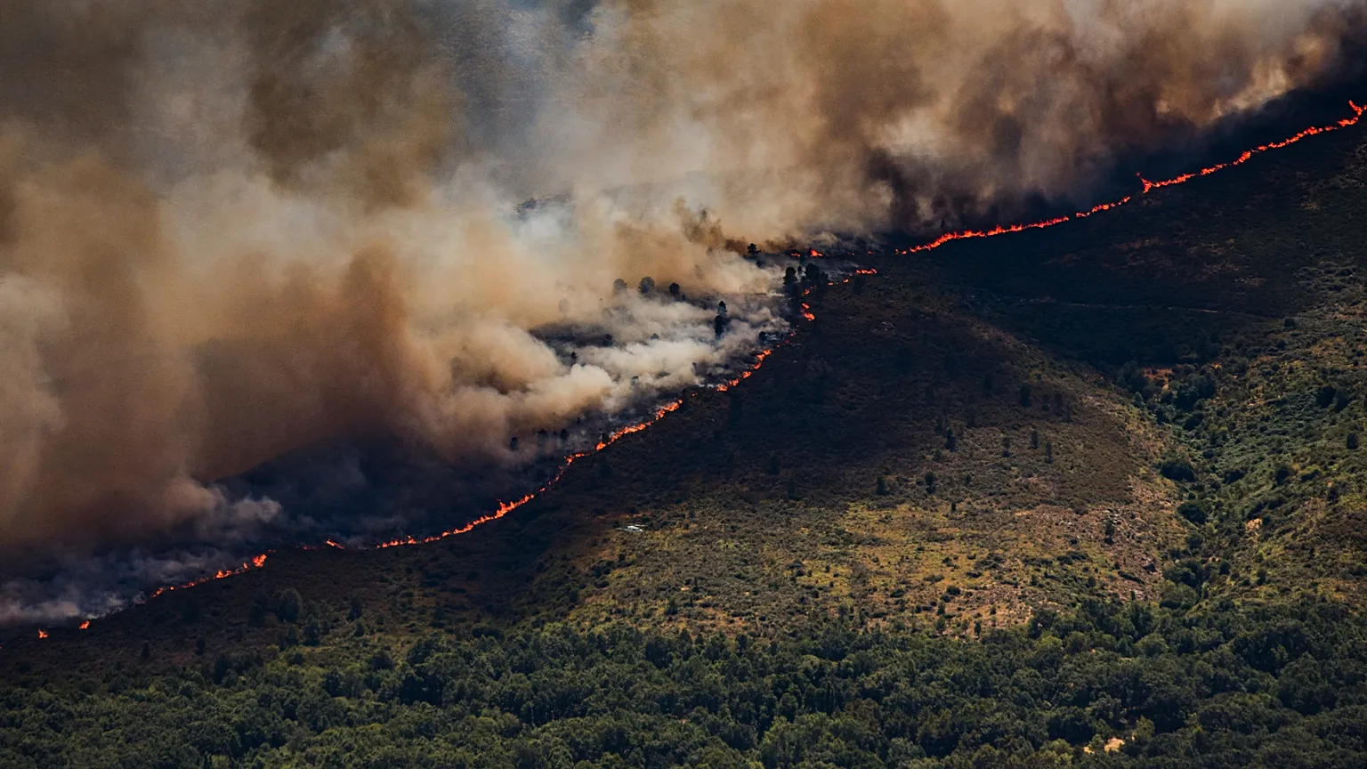 WHO