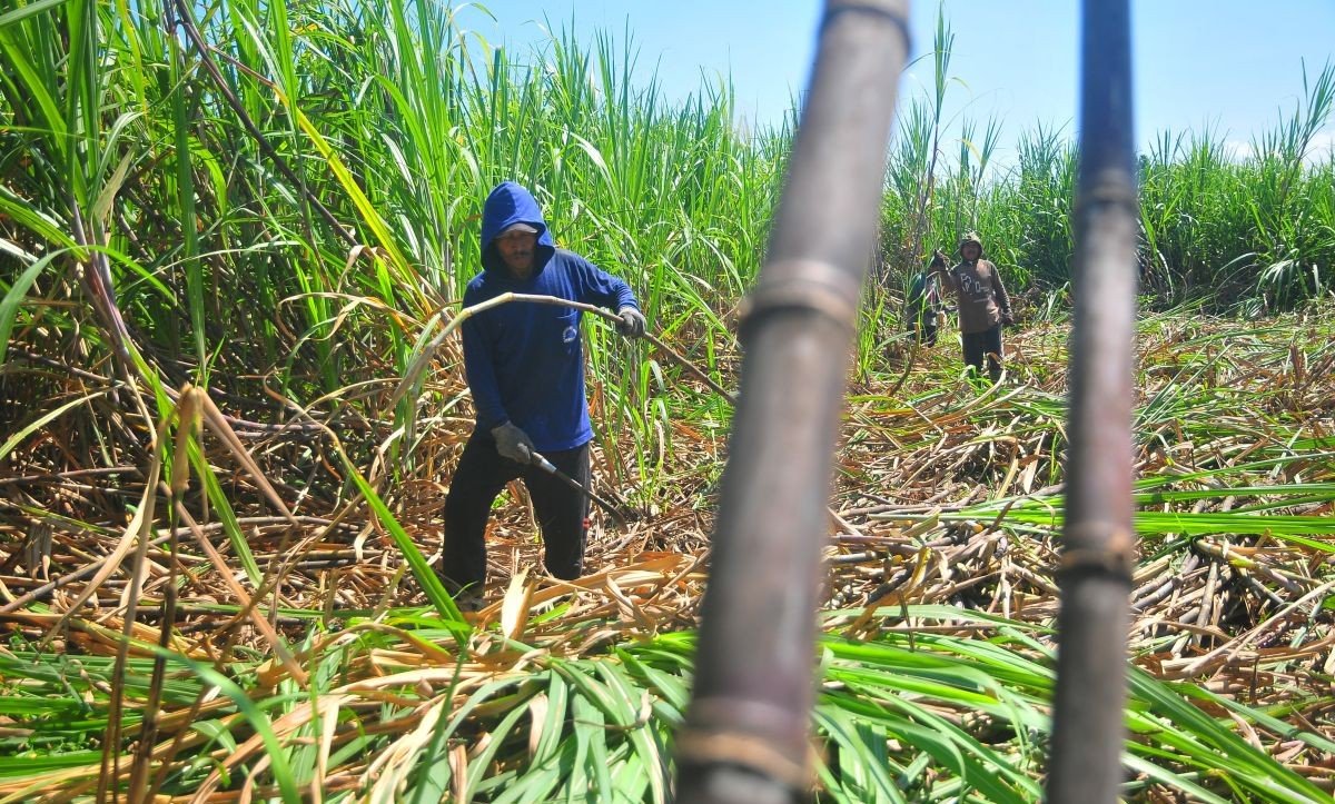 Indonesia Accelerates Sugar Self-Sufficiency Drive, Targets Goal Within Two Years 2 Sugar