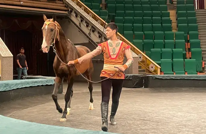 The Netherlands Becomes the World Stage for the Legendary Akhal-Teke Horse